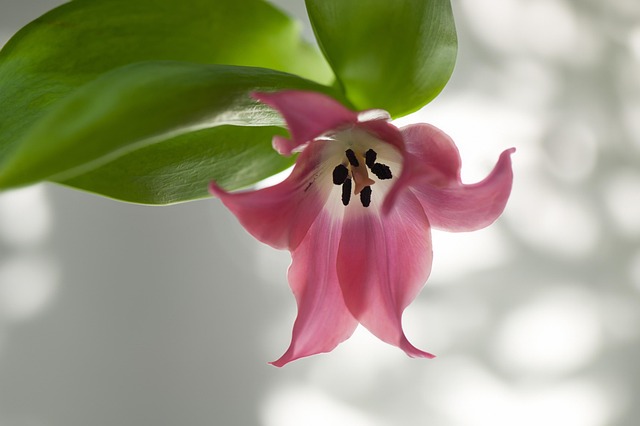 Free Flower Wallpaper Blossom photo and picture