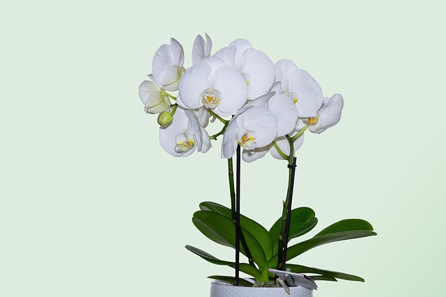 Free Orchid Orchids photo and picture