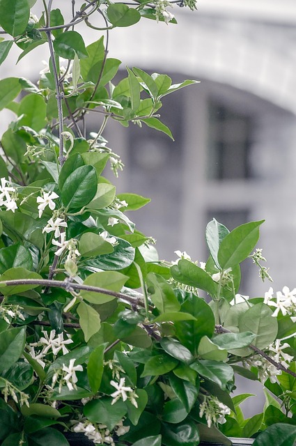 Jasmin, Vinstokke, Blomst, Natur