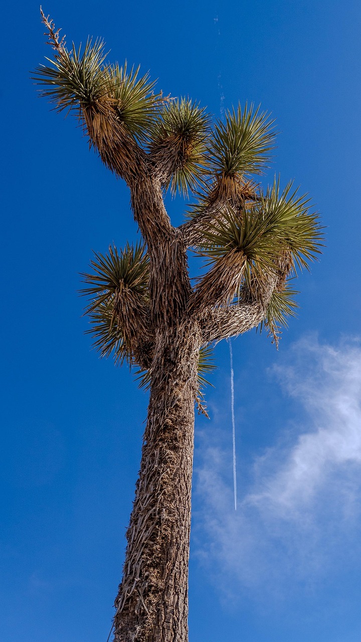Joshua Tree Plant