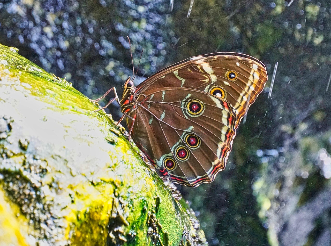 Papillon Coloré Complexe - Photo gratuite sur Pixabay - Pixabay