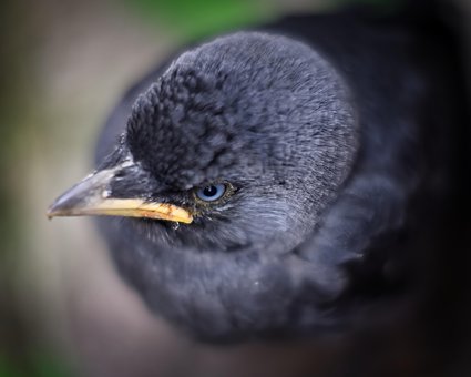 Vogel, Dier, Kauw, Zwart, Hoofd, Oog