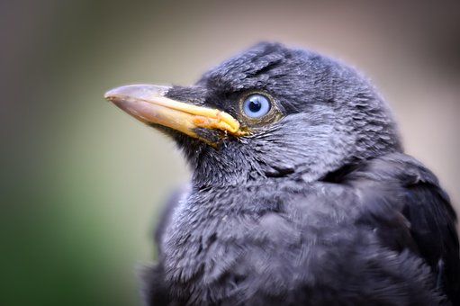 Kauw, Hoofdschot, Detailopname, Bokeh