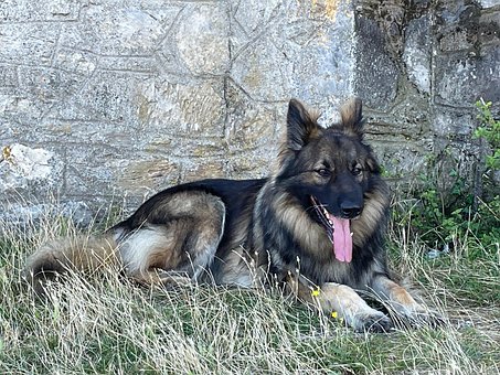 Free Dog Shiloh photo and picture