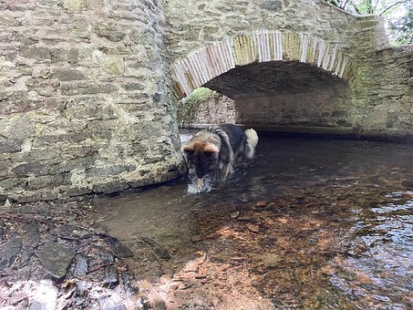 Free Bridge Water photo and picture