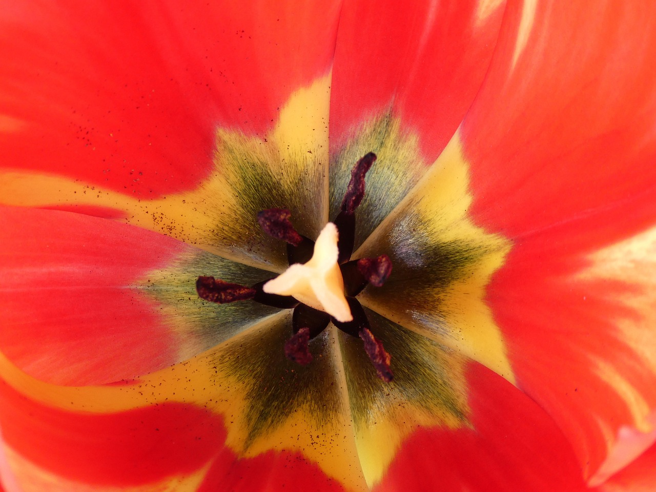 Tulppaanit Kukka Luonne Ai Ilmainen Valokuva Pixabayssa Pixabay Tulppaanit kukka luonne ai ilmainen valokuva pixabayssa pixabay