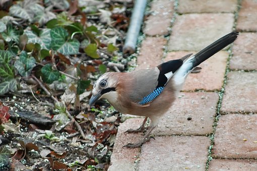 Free Bird Pen photo and picture