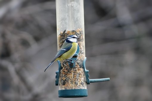Free Feeding Bird photo and picture