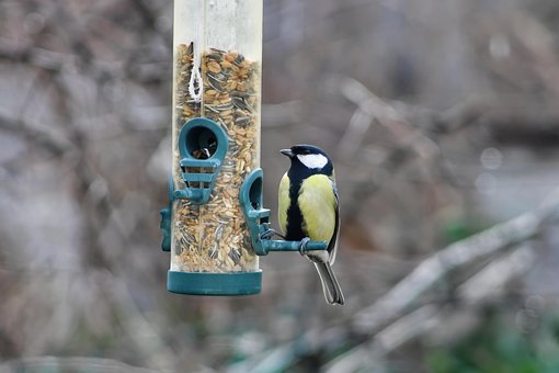 Free Feeding Bird photo and picture