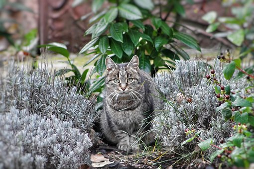 Free Pets Cat photo and picture