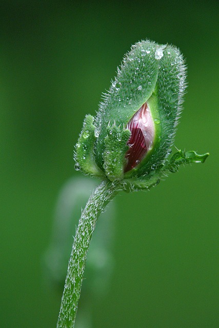 Free Poppy Bud photo and picture