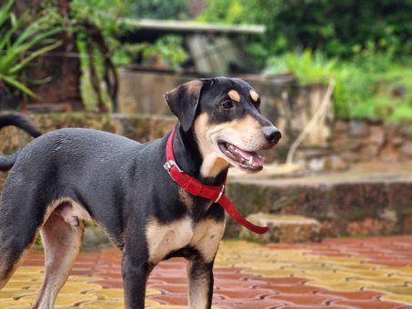 Free Dog Pet photo and picture