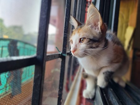 Free Cat Animal photo and picture