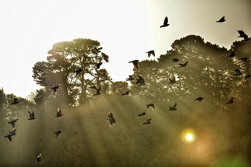 Free Bird Goose photo and picture