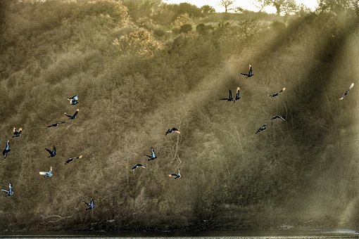 Free Goose Bird photo and picture