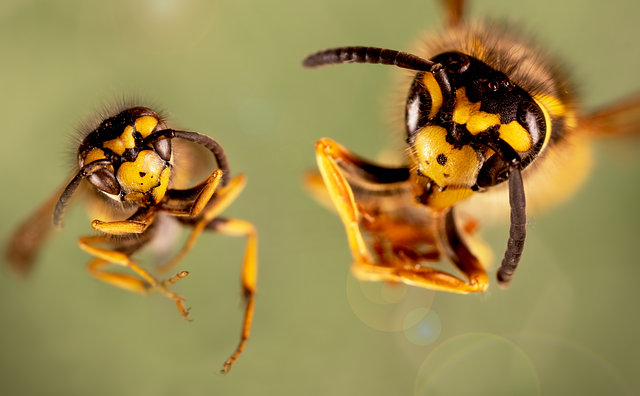 Api, Imenotteri, Impollinatori