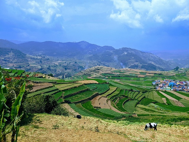 India, Dorp, Natuur, Landschap