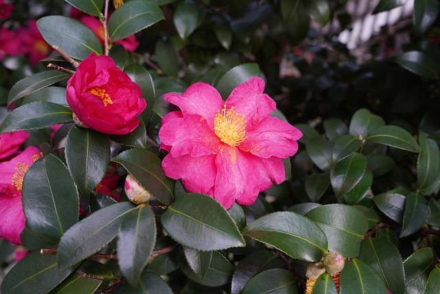Free Sasanqua Japan photo and picture