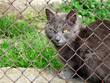 Gato, La Red, Animal, Ojos