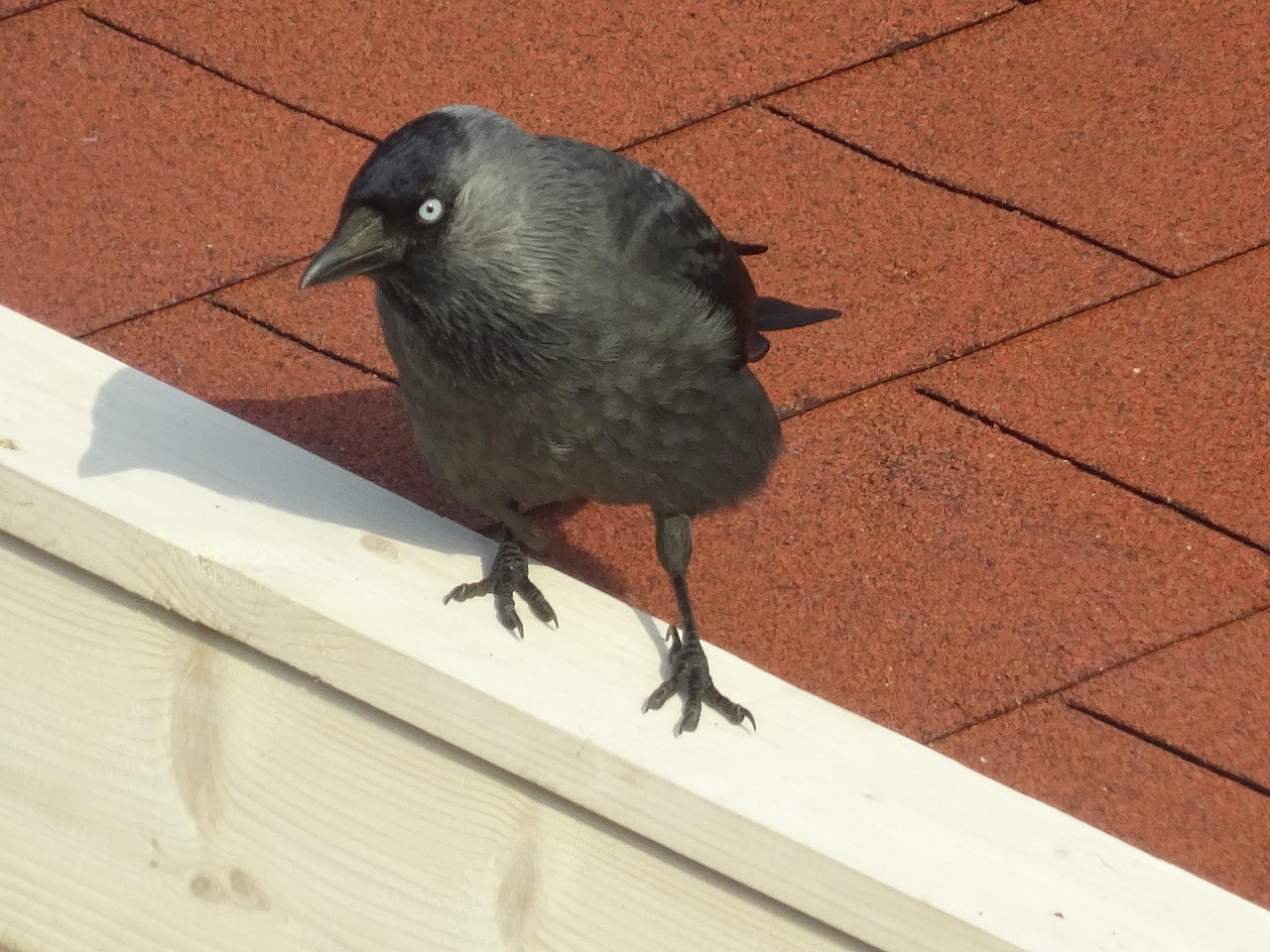 Chew Bird City Corvus Free photo on Pixabay Pixabay