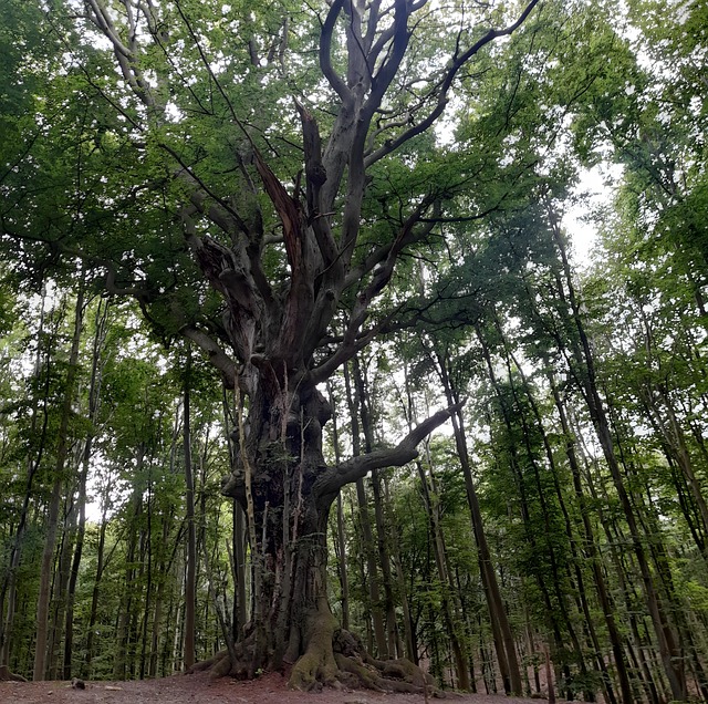 Free Yggdrasil World Ash photo and picture