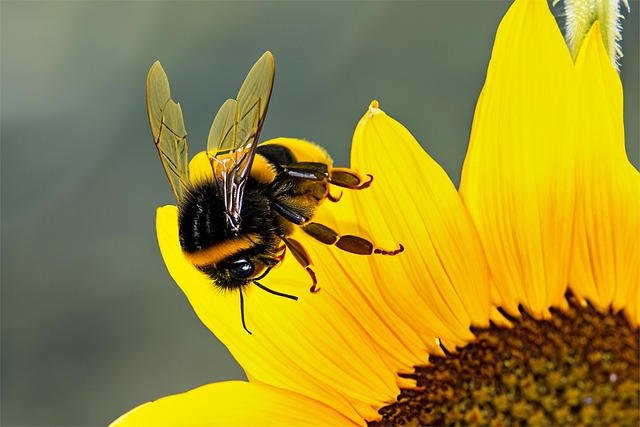 Free Ai Generated Bee illustration and picture