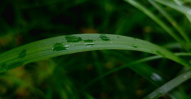 Free Rain Drop photo and picture