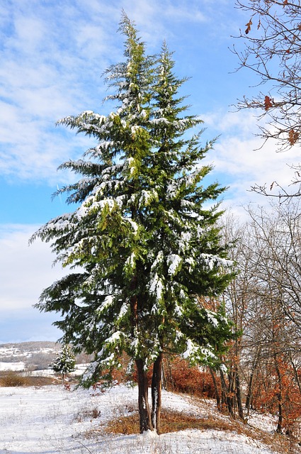 Free Pine Pine Tree photo and picture