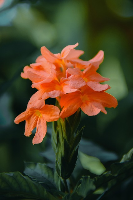 Kwiat, Natura, Wiosna, Kwitnąć, Flora