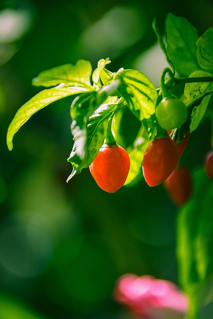 Papryka Chili, Warzywa, Przyprawa