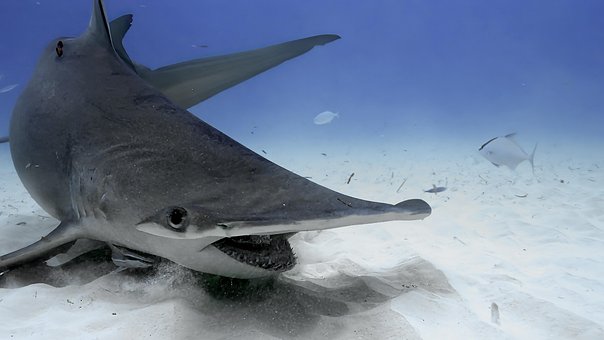 Haj, Hammer, Ocean, Hav, Vand