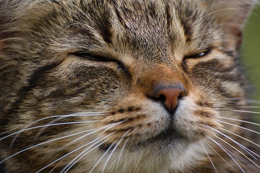 Free Cat Feline photo and picture
