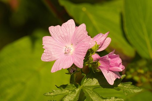 Free Flower Plant photo and picture