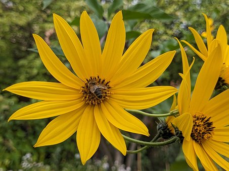 Free Blossoms Jerusalem Artichoke photo and picture