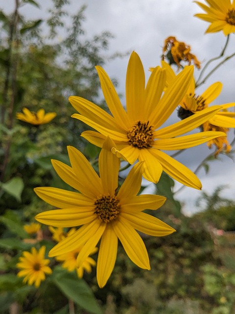Free Blossoms Jerusalem Artichoke photo and picture