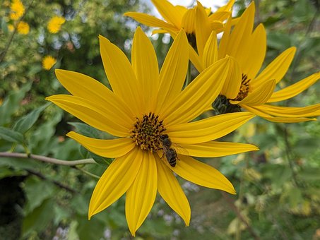 Free Blossoms Jerusalem Artichoke photo and picture