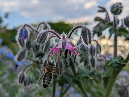 Free Plant Nature photo and picture