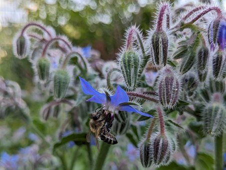 Free Plant Nature photo and picture