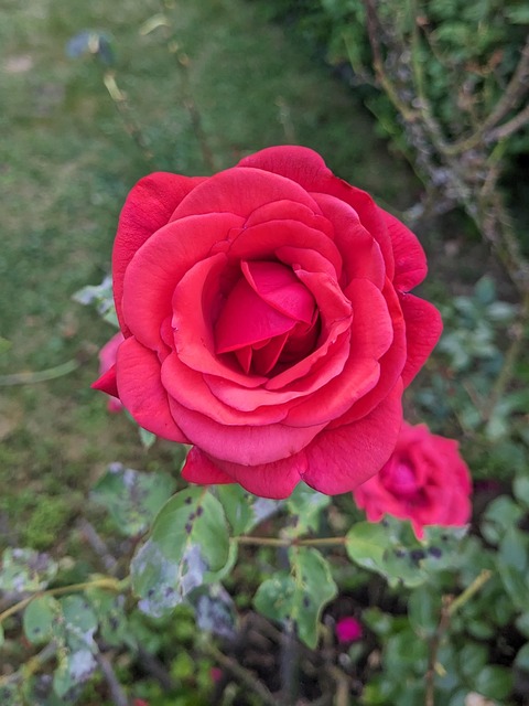 Free Red Rose Blossom photo and picture