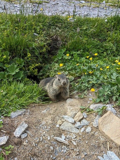 Free Marmot Animal photo and picture
