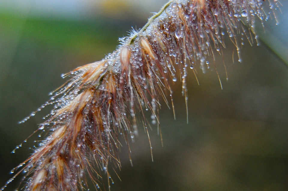 Dew Drops Macro - Free photo on Pixabay - Pixabay