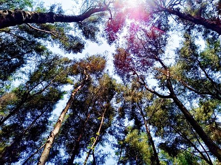 Free Nature Trees photo and picture