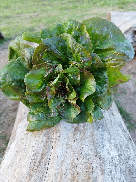 Free Lettuce Wonderful photo and picture
