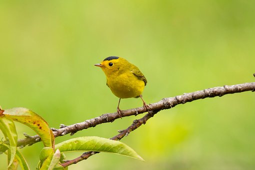 Free Bird Warbler photo and picture