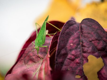 Sprinkhaan, Natuur, Dier, Kever, Macro