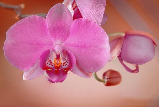 Orchidee, Roze, Bloem Behang, Bloem