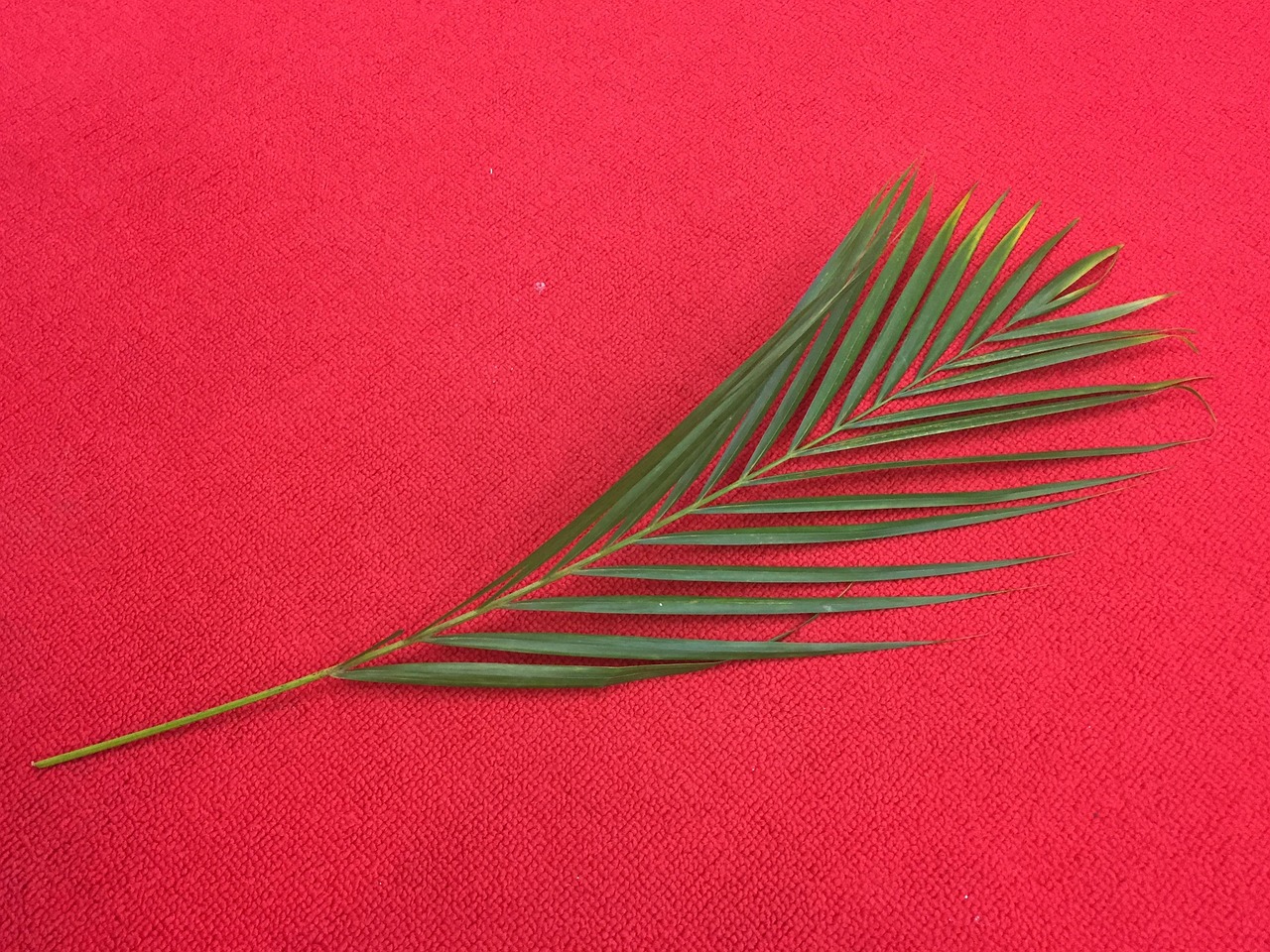 palm-leaf-sunday-christianity-free-photo-on-pixabay-pixabay