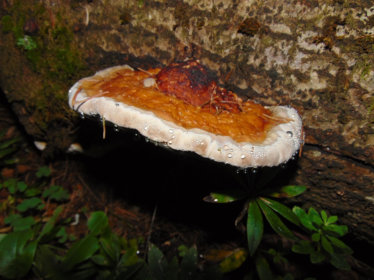 Tree Mushroom Forest - Free photo on Pixabay - Pixabay