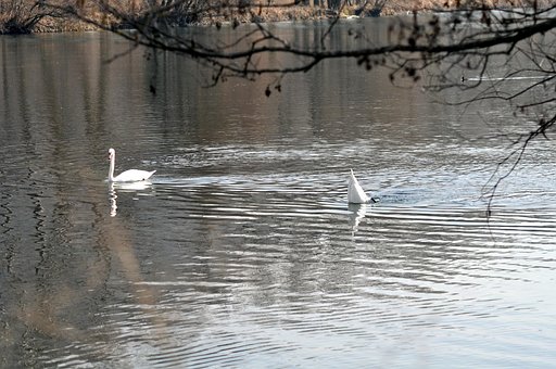 Free Swan Swans photo and picture