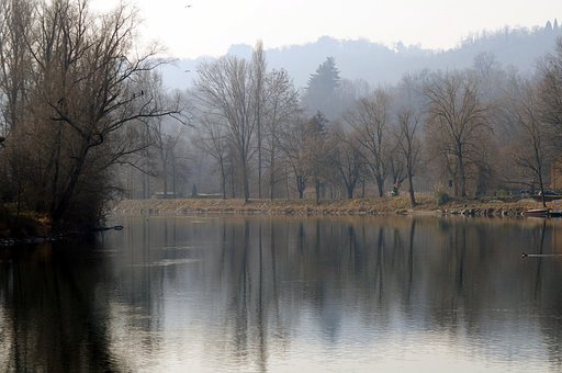 Free River Trees photo and picture
